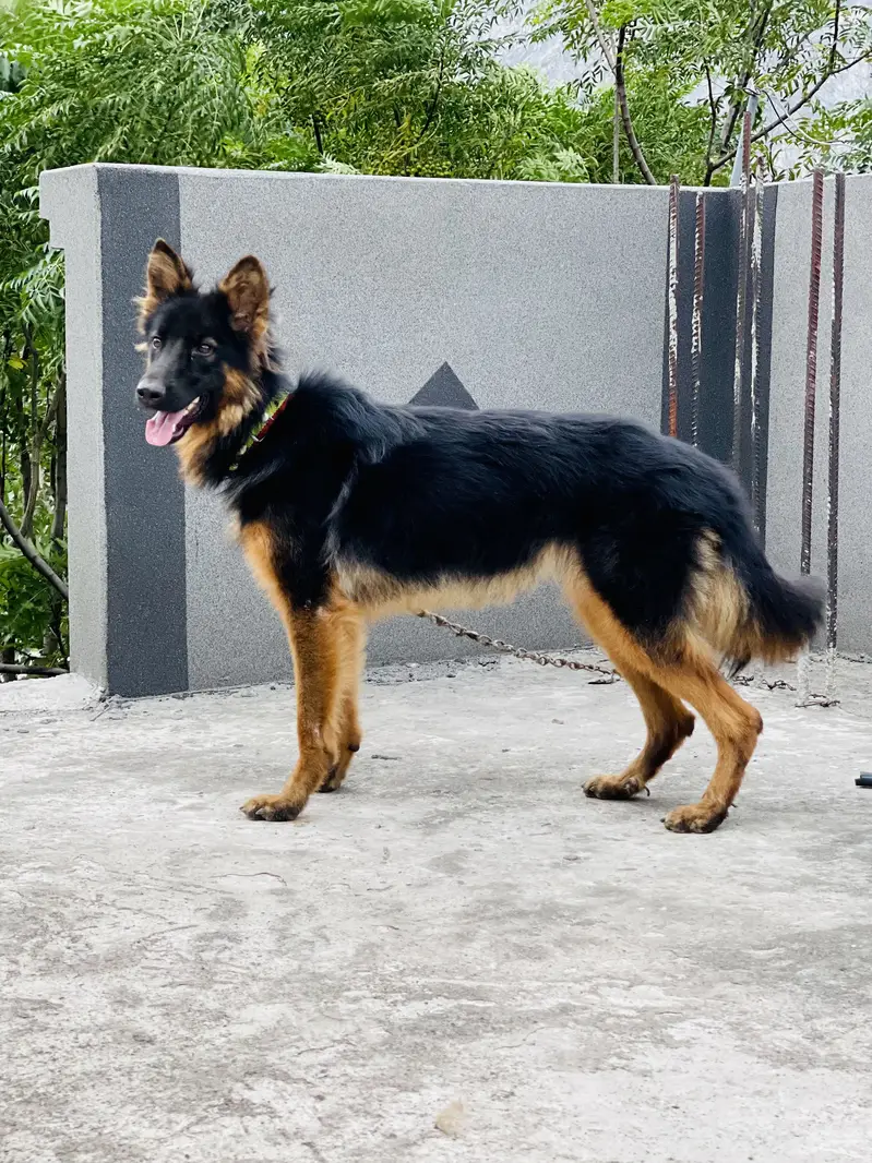 German shepherd female for sale long cort urgent sale — photo 3
