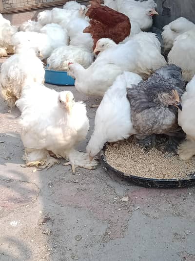 Bantam chicks