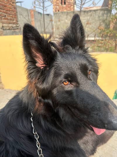 German Shepherd Dog for Sale – Protective & Healthy”