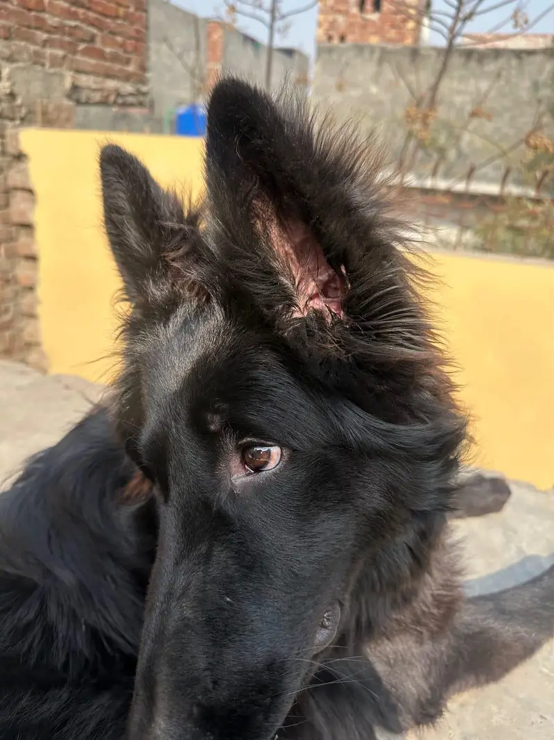 German Shepherd Dog for Sale – Protective & Healthy” — photo 2