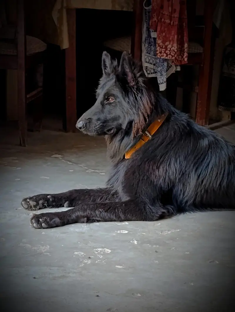 German Shepherd Dog for Sale – Protective & Healthy” — photo 4