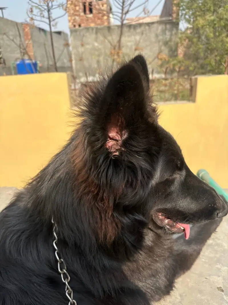 German Shepherd Dog for Sale – Protective & Healthy” — photo 5