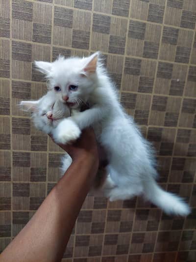Persian kittens