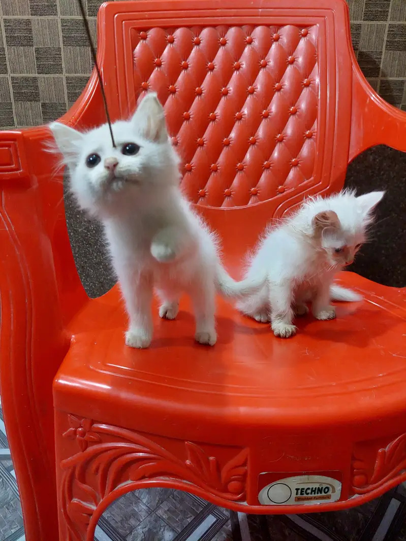 Persian kittens — photo 2