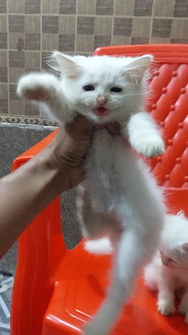 Persian kittens — photo 3