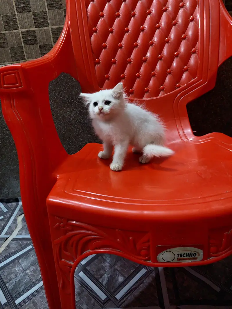 Persian kittens — photo 4