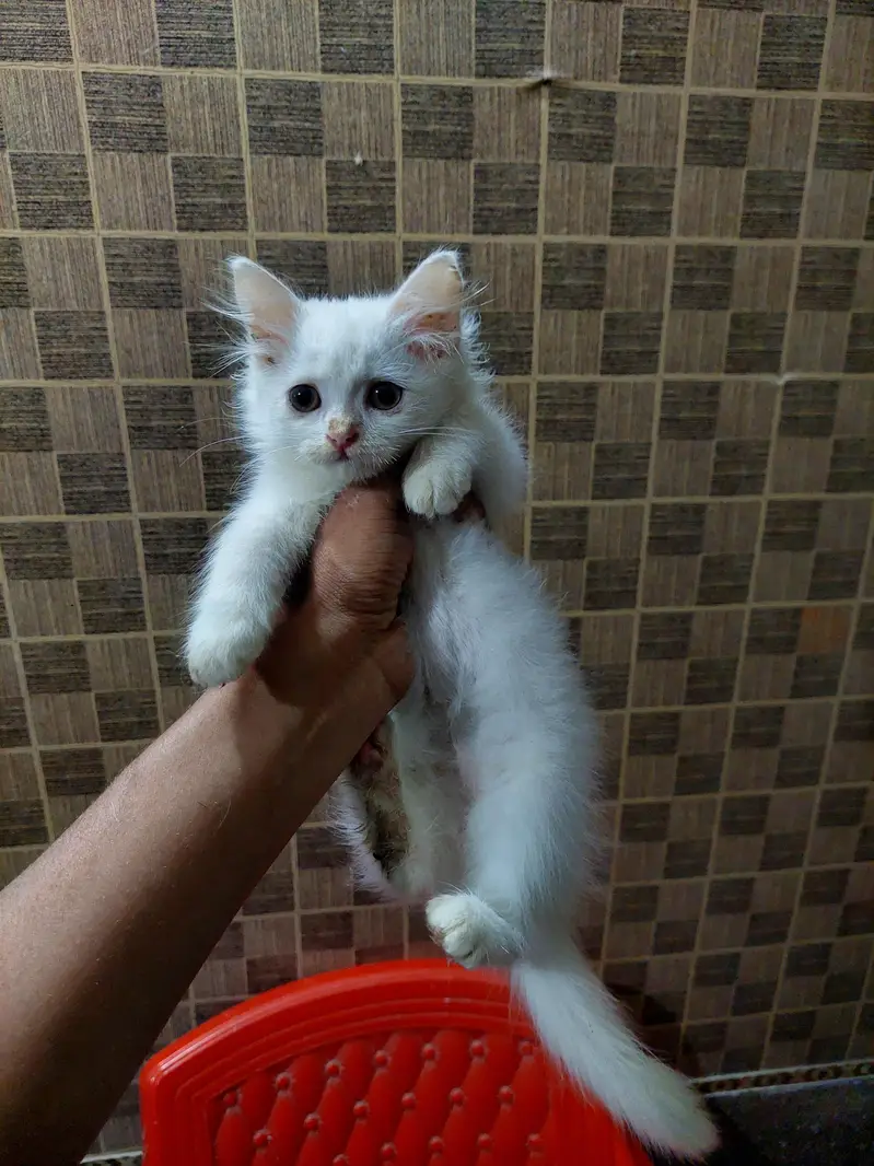 Persian kittens — photo 5