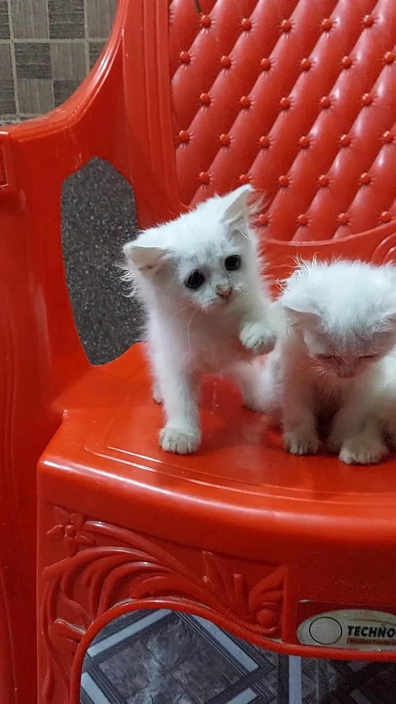 Persian kittens — photo 6