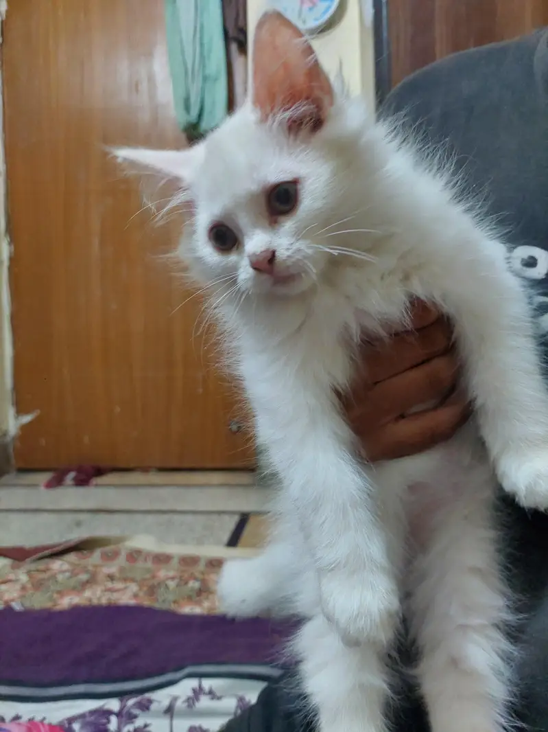 Persian kittens — photo 7