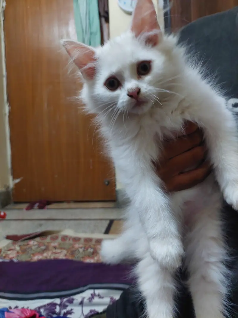 Persian kittens — photo 8