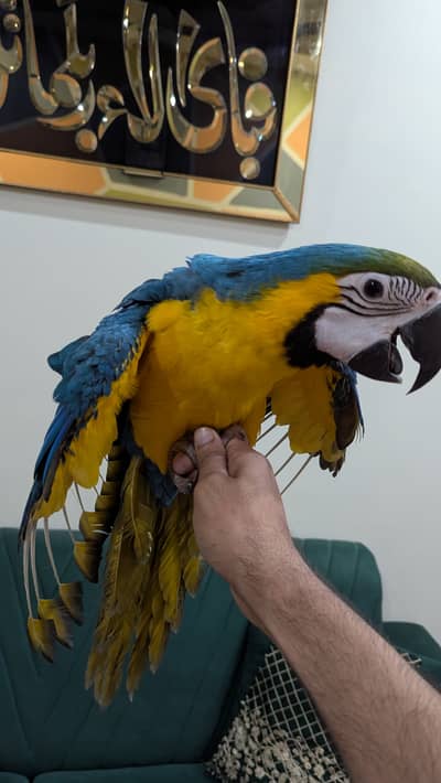 Blue gold macaw