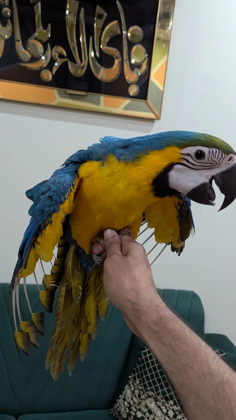 Blue gold macaw