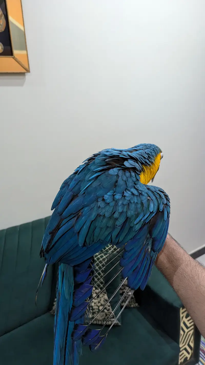 Blue gold macaw — photo 2