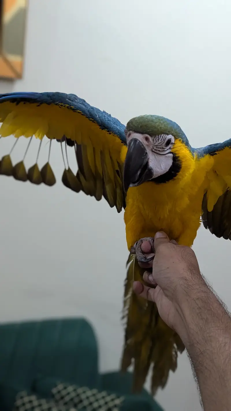 Blue gold macaw — photo 3