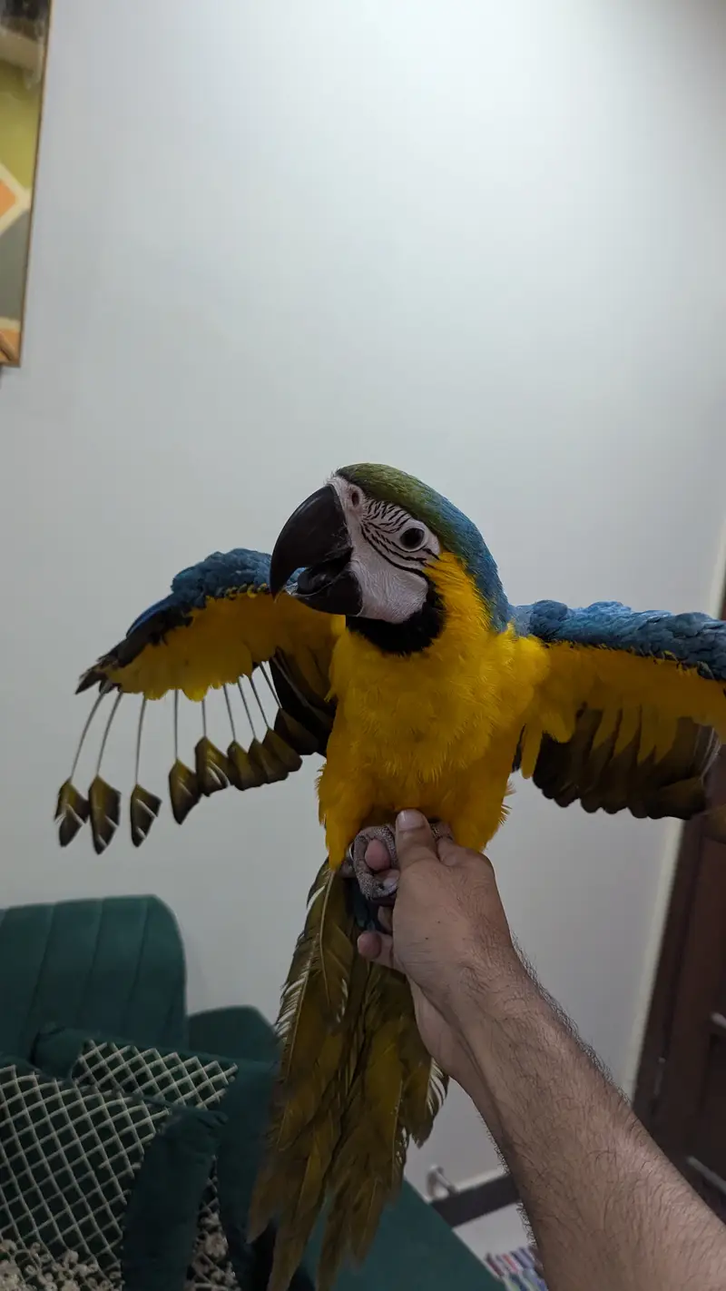Blue gold macaw — photo 4