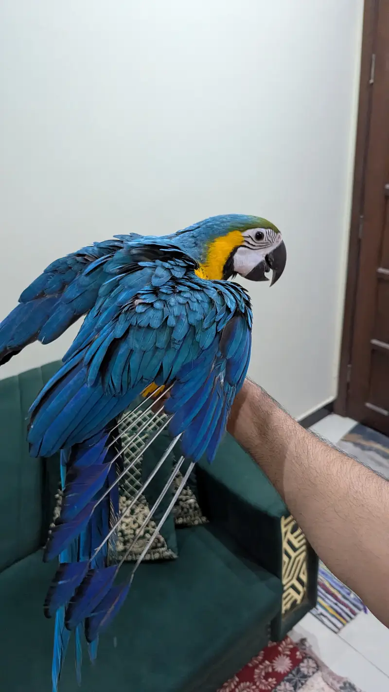 Blue gold macaw — photo 5