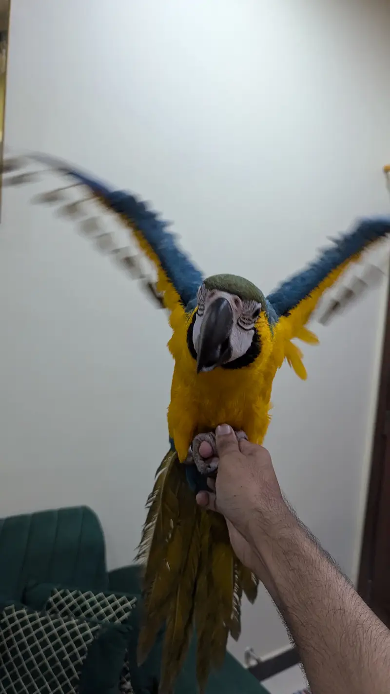 Blue gold macaw — photo 6