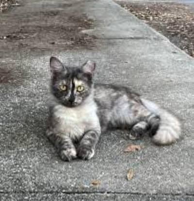 03265303561 wahtasp long cod female cat cute cat