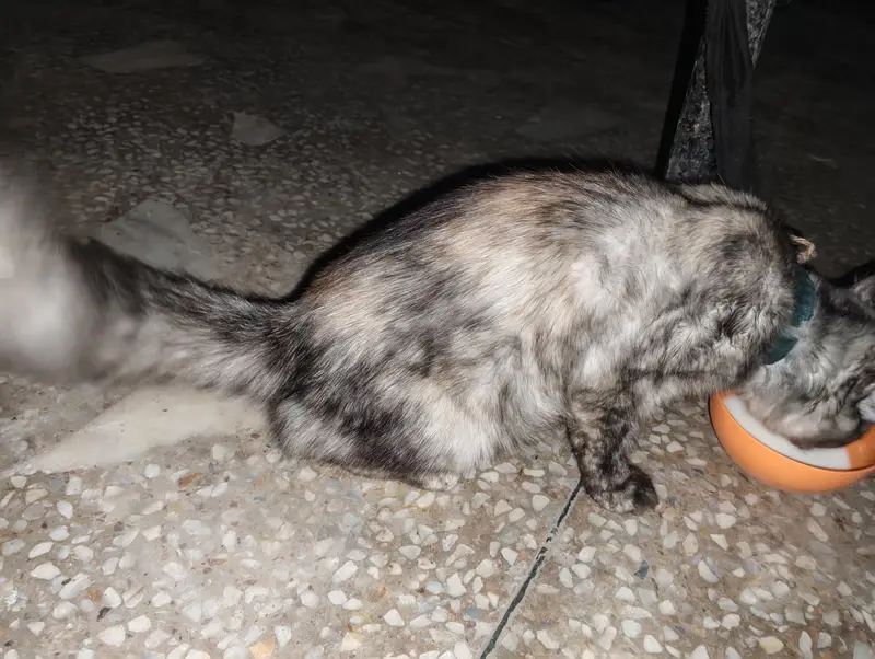 03265303561 wahtasp long cod female cat cute cat — photo 3