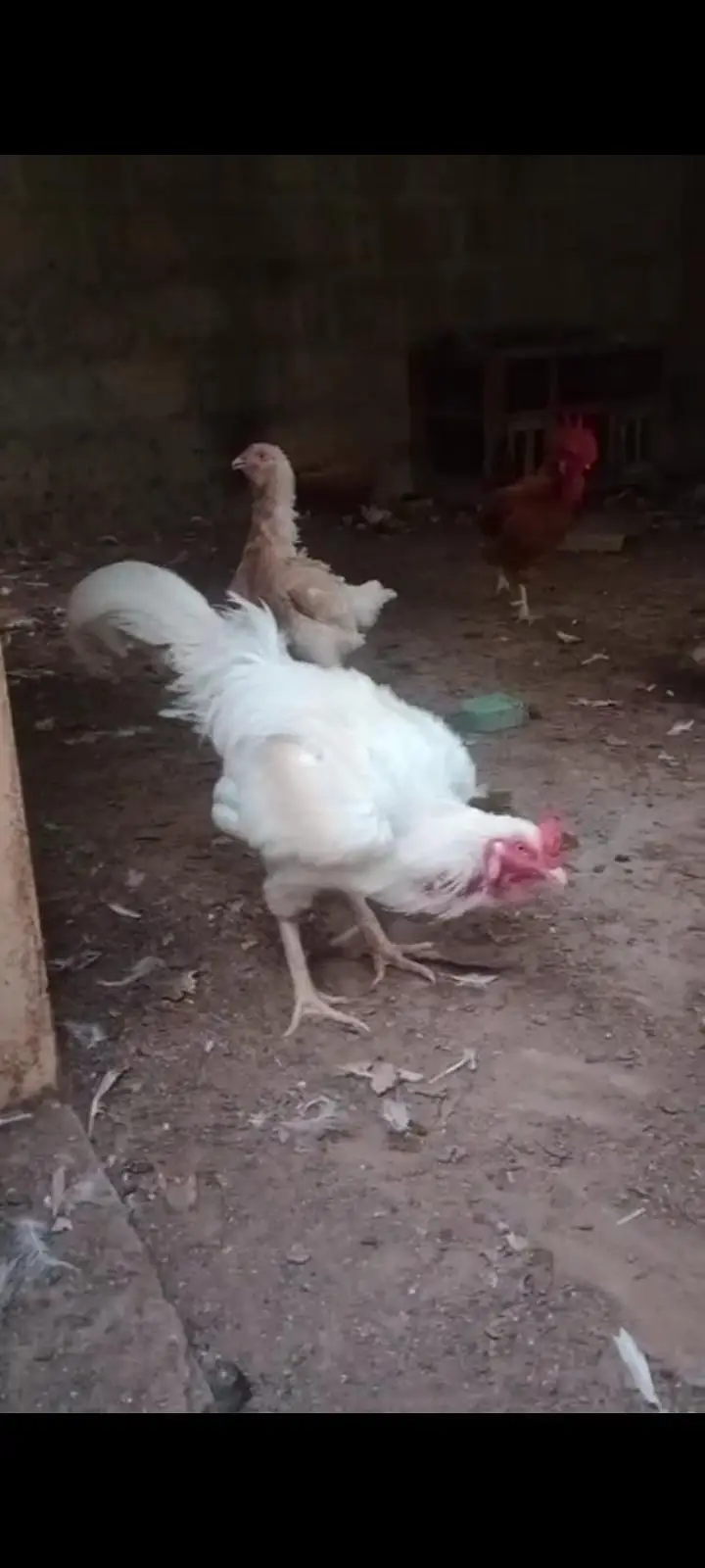 Aseel Heera murga