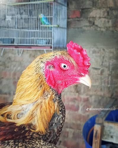 selling aseel maiwali murga