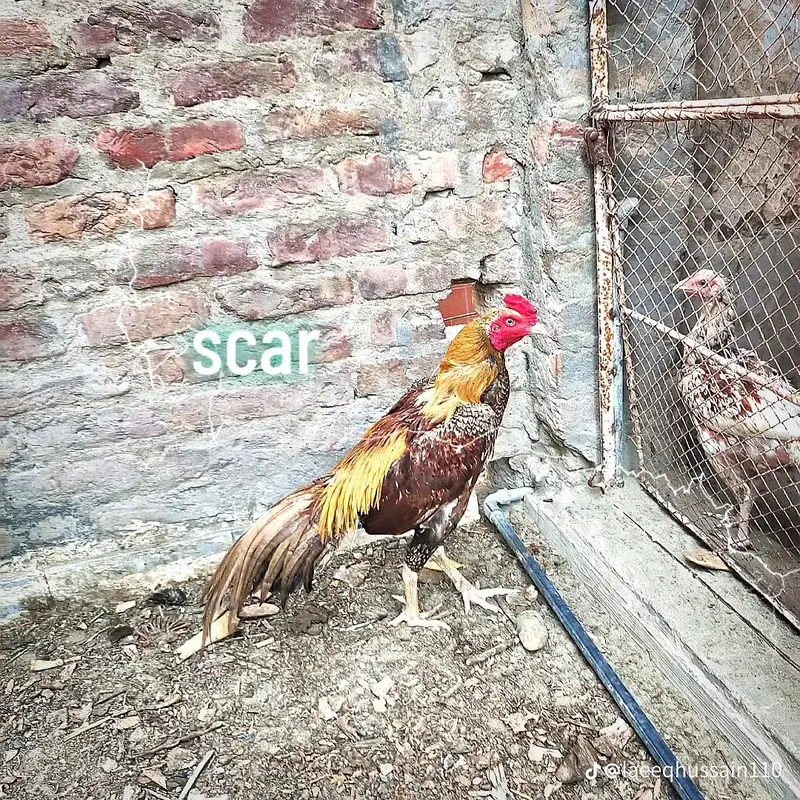 selling aseel maiwali murga — photo 3