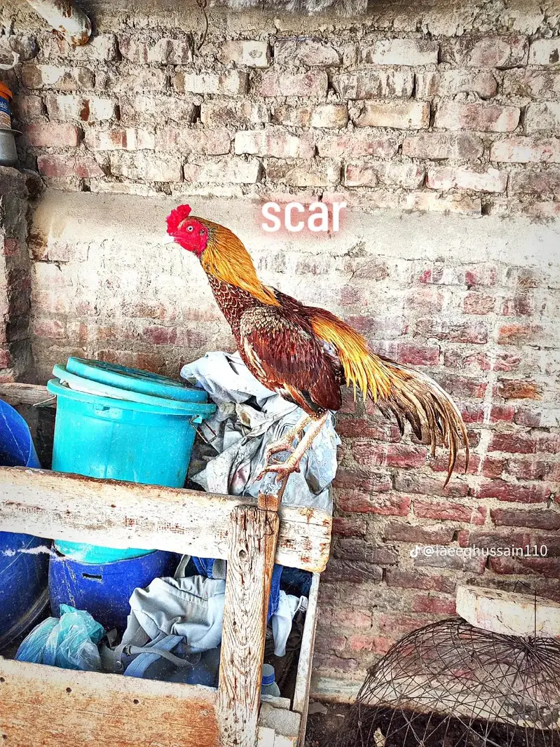 selling aseel maiwali murga — photo 4