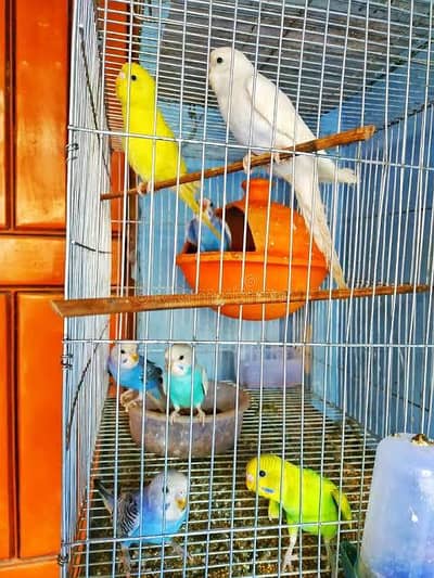 Mixed bagri birds he ando ke sat he