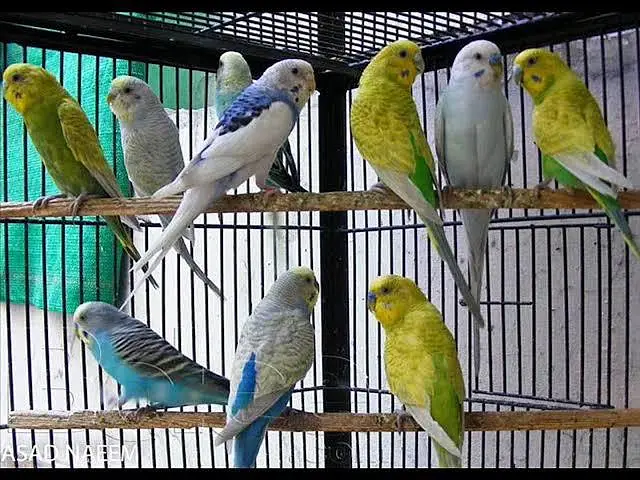 Mixed bagri birds he ando ke sat he — photo 2