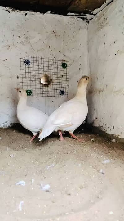 White teetr for sale