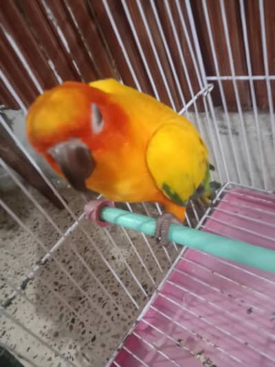 sunconur Hand tame High Red Factor breeder Female With D. N. A