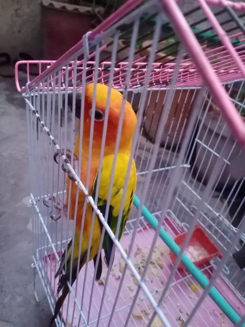 sunconur Hand tame High Red Factor breeder Female With D. N. A — photo 2