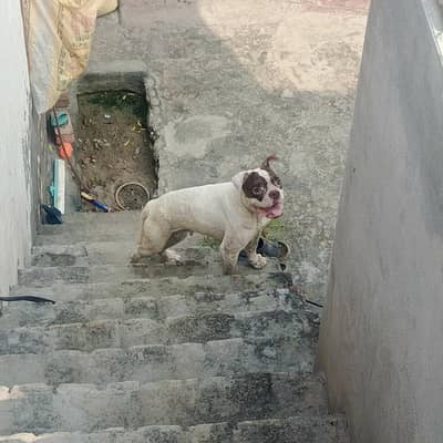 American bulldog female for sale