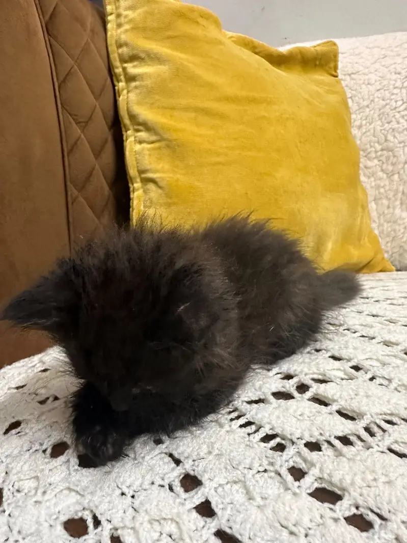 healthy persian kitten — photo 2