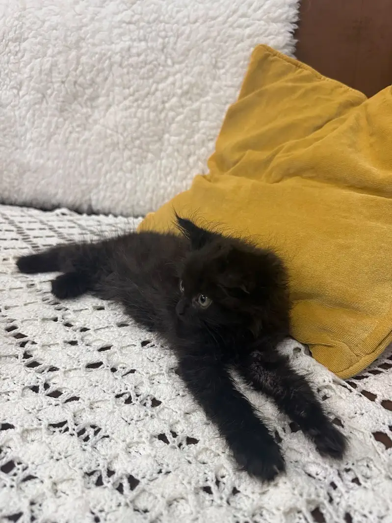 healthy persian kitten — photo 3