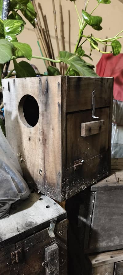 Bird Boxes for Sale