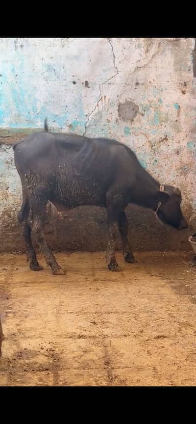 Pada for sell