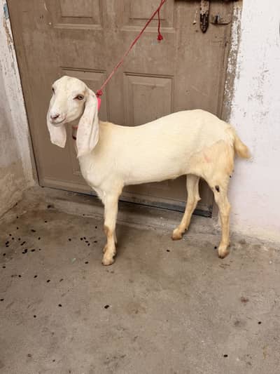 Rajanpuri paat
