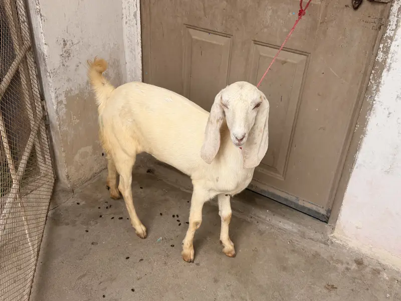 Rajanpuri paat — photo 2