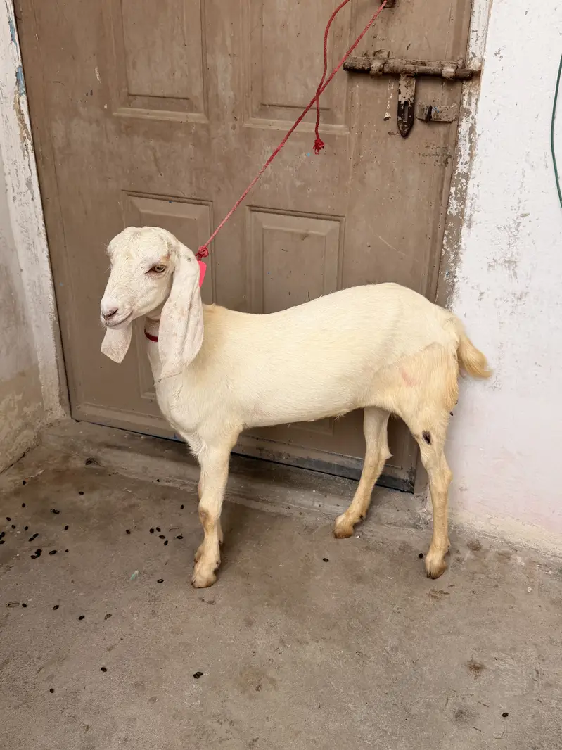 Rajanpuri paat — photo 3