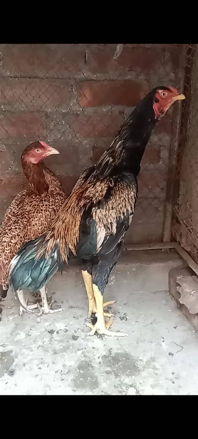aseel thikra ptha 03106295848