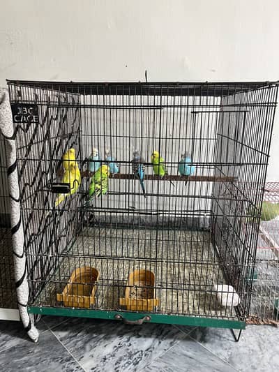 pair with cage big size