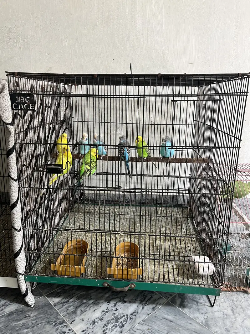 pair with cage big size