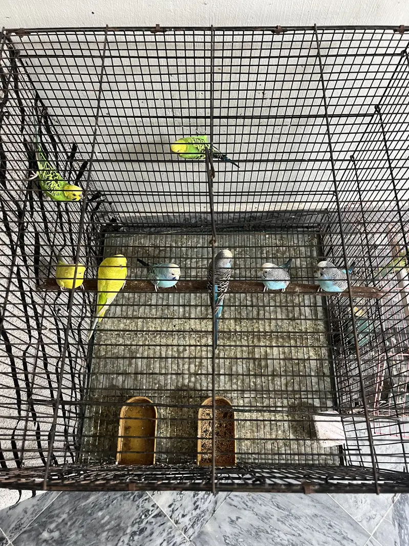 pair with cage big size — photo 2