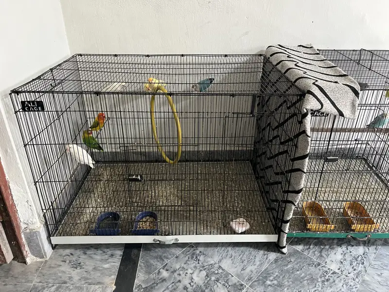 pair with cage big size — photo 3