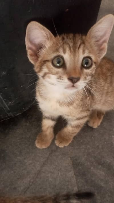 cat for caring family.