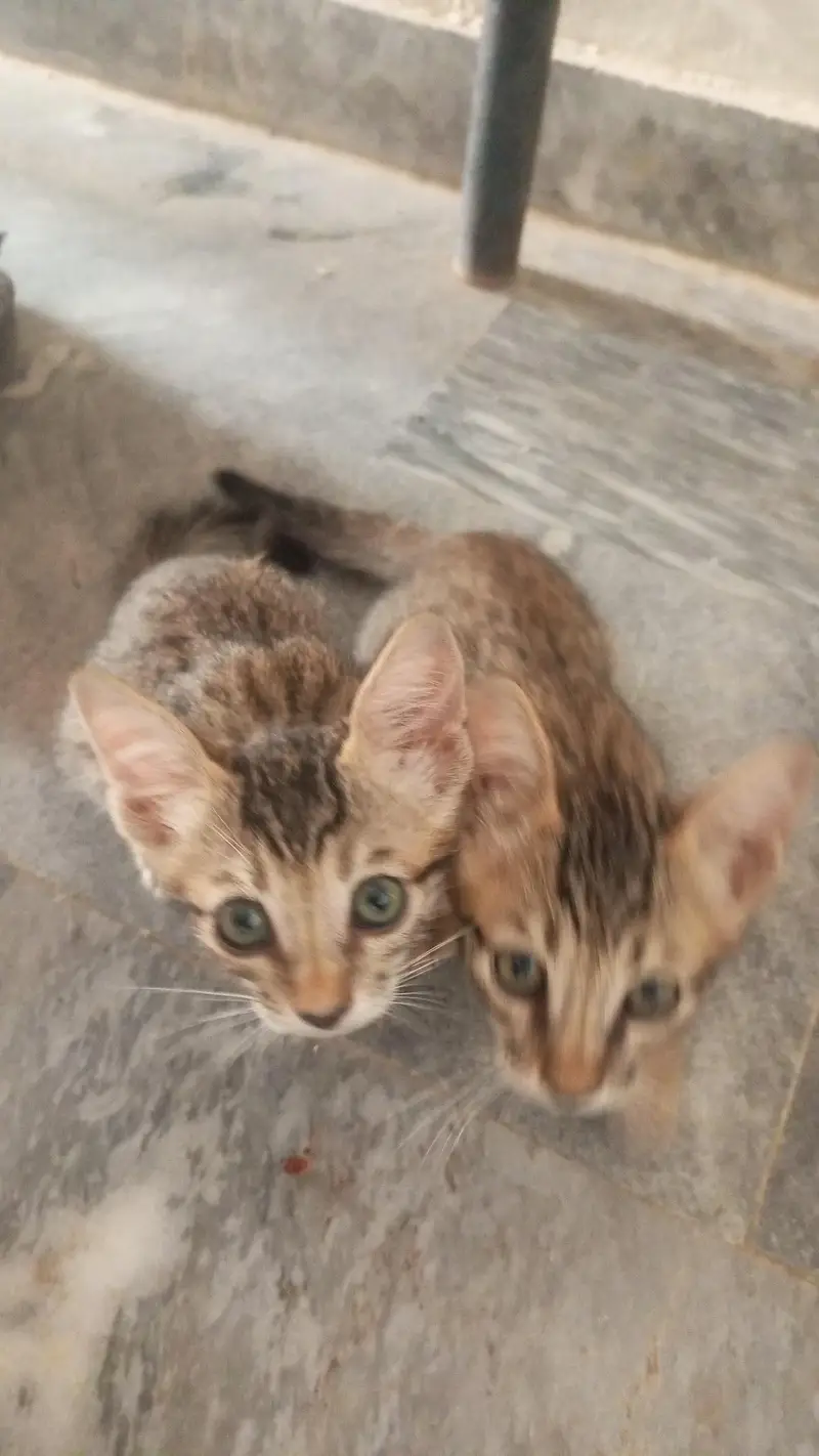 cat for caring family. — photo 2