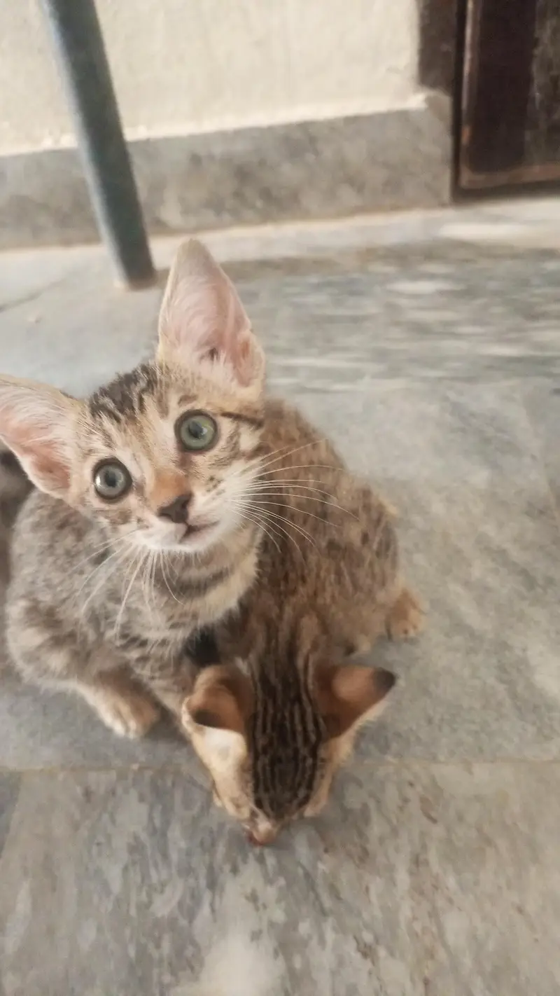 cat for caring family. — photo 3