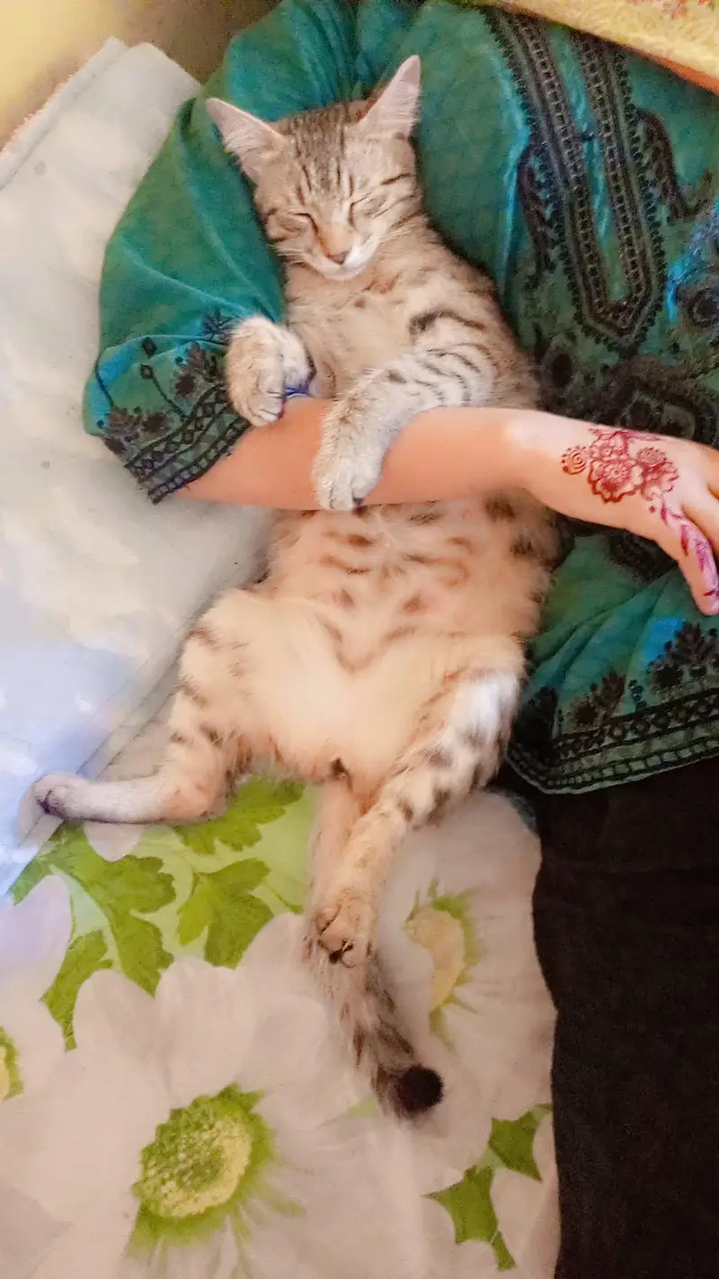 cat for caring family. — photo 4