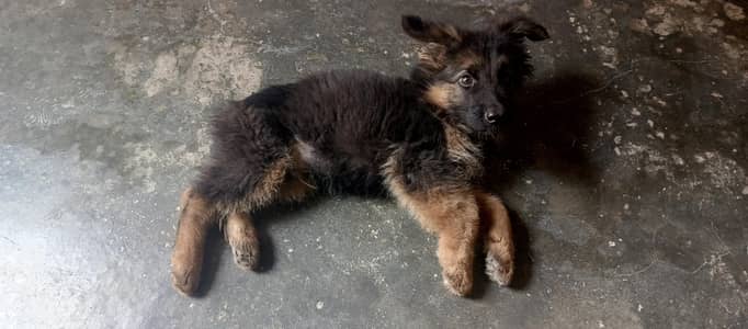 German shepherd